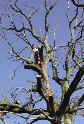 tree surgeon